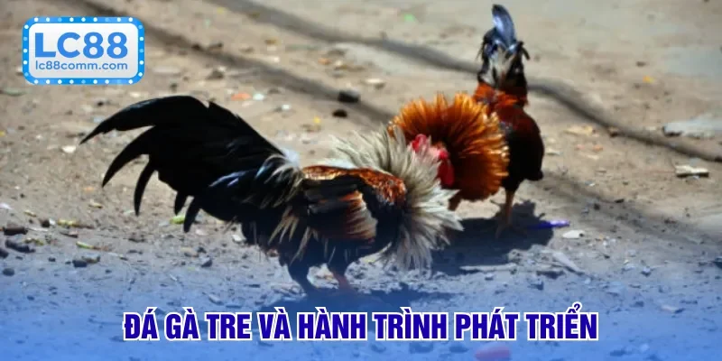 Đá gà tre và hành trình phát triển